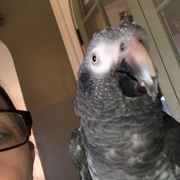 Boston Terrier original Art Top hat & Tails professional framed 22” by 18” - Picture 11 of 11